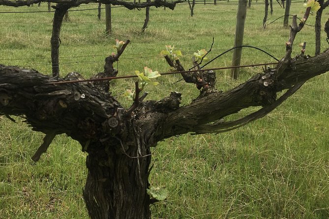 Personalised Wine Tour Experience in the Beautiful NSW Southern Highlands - Highlights of the Tour