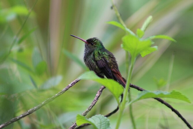 Personalized Private Tour Experience - Costa Rica - Accommodation and Dining Options
