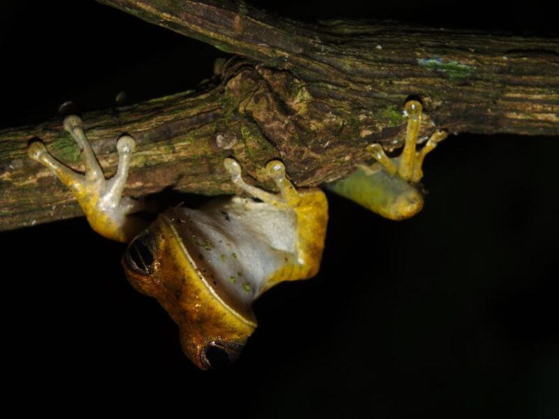 Personalized Tours: Tambopata Adventure Rainforest 4d/3n - Itinerary Summary