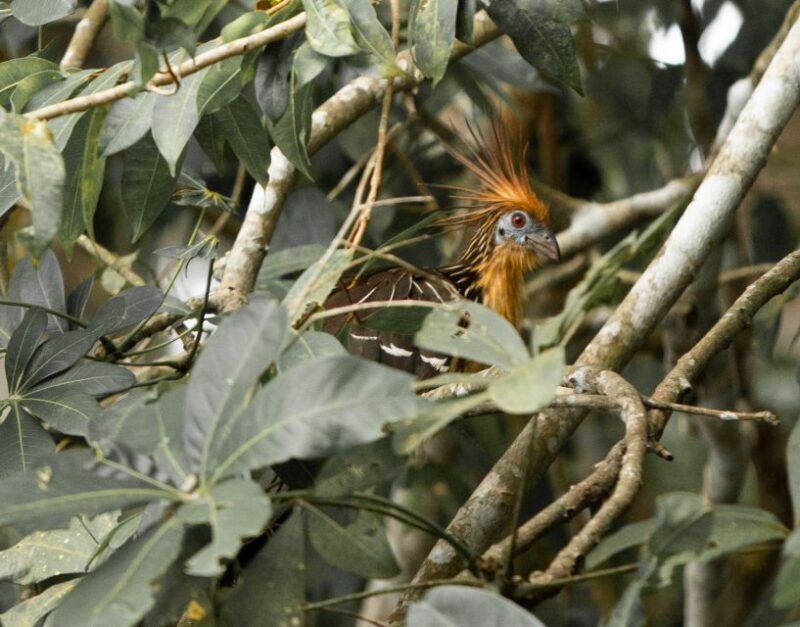 Personalized Tours: Tambopata Adventure Rainforest 4d/3n - Arrival and Organic Farm