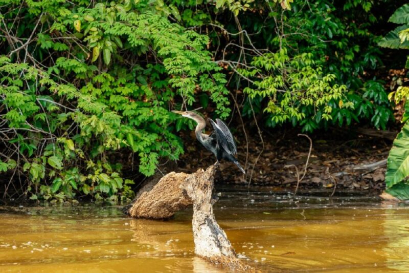 Personalized Tours: Tambopata Adventure Rainforest 4d/3n - Sandoval Lake and Cooking