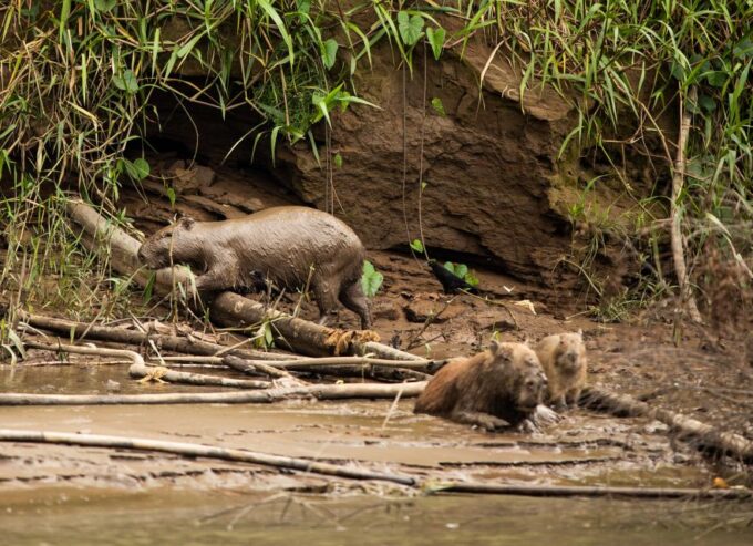 Personalized Tours: Tambopata Adventure Rainforest 4d/3n - Frequently Asked Questions