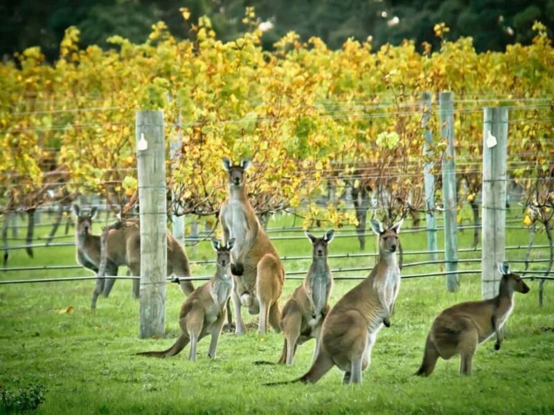 Perth: 7-Day Rottnest Island Tour Package with Accommodation - An In-Depth Look at the Itinerary and Experiences