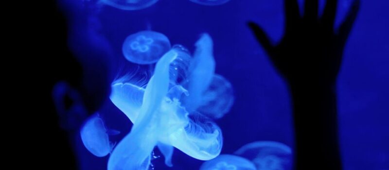 Perth: AQWA Aquarium of Western Australia Entry Tickets - Underwater Tunnel Experience