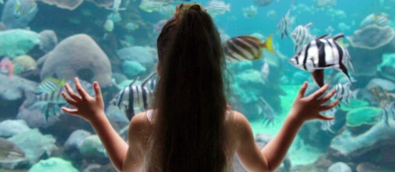Perth: AQWA Aquarium of Western Australia Entry Tickets - Touch Pool Interaction