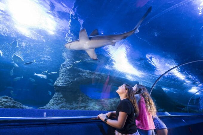 Perth: AQWA Aquarium of Western Australia Entry Tickets - Online Ticket Purchases