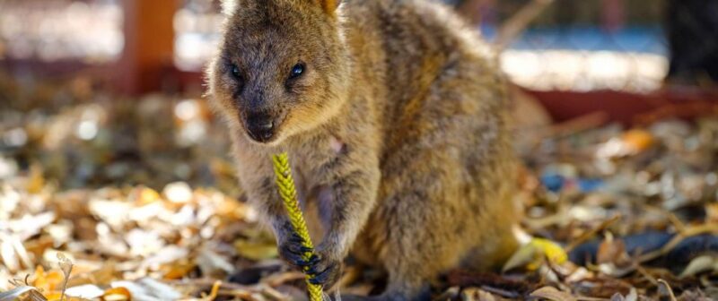 Perth: City Highlight Rottnest Island Ultimate Day Trip - Itinerary Highlights