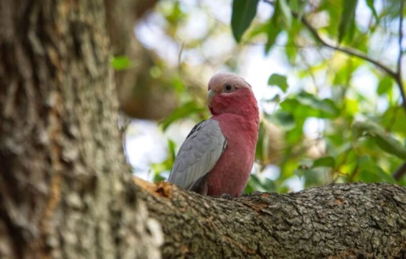 Perth: Kings Park Botanicals & Beyond Guided Hike - Experience Highlights