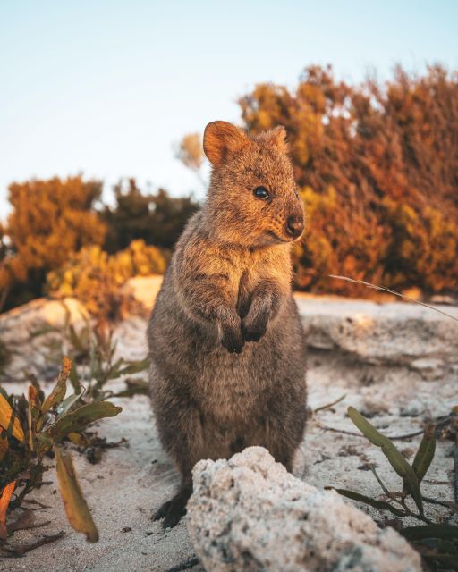 Perth: One Way Flight Transfer to or From Rottnest Island - Key Points