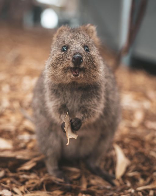 Perth: One Way Flight Transfer to or From Rottnest Island - Pricing and Inclusions