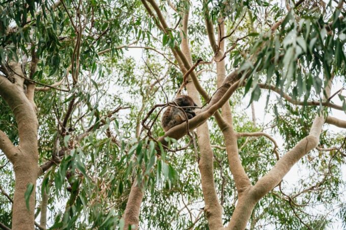 Perth: Pinnacle Desert Sunset and Stargazing With Dinner - Tour Details and Inclusions