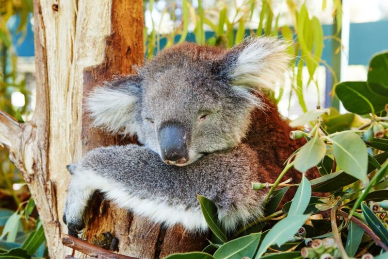 Perth: Pinnacles and Swan Valley Wine Day Tour With Lunch - Yanchep National Park Exploration