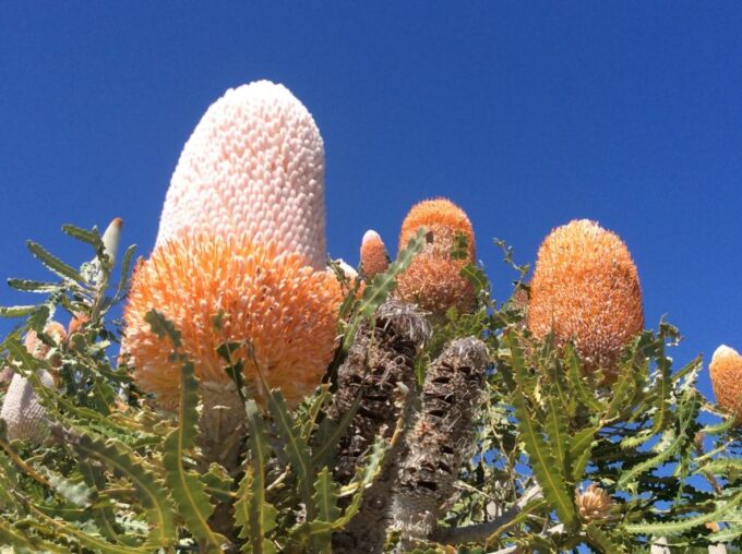 Perth: Pinnacles and Swan Valley Wine Day Tour With Lunch - Packing and Important Information