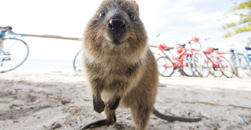 Perth: Rottnest Island Ferry Round-Trip Ticket - Ferry Service and Amenities