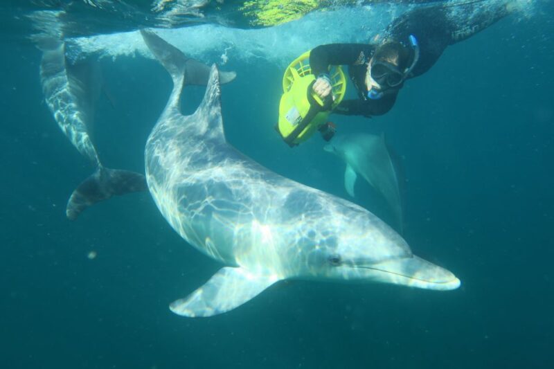 Perth: Swim With Wild Dolphins Tour - Inclusions and Amenities