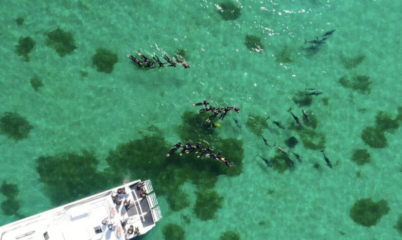 Perth: Swim With Wild Dolphins Tour - Age and Mobility Restrictions