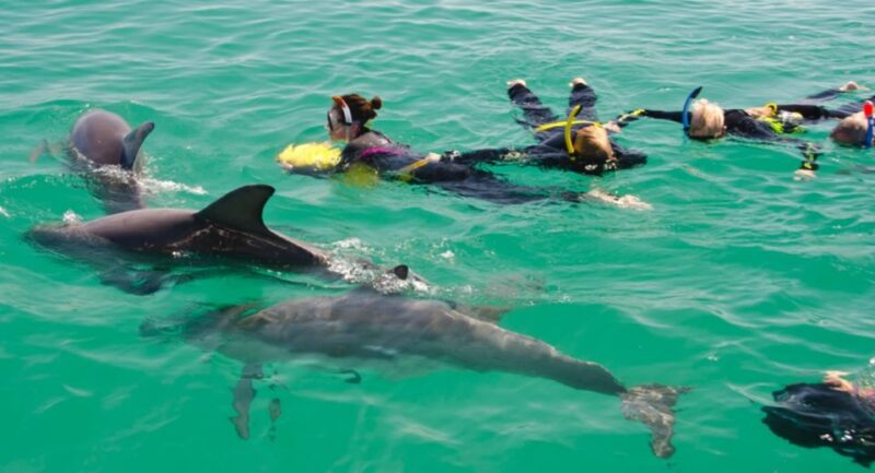 Perth: Swim With Wild Dolphins Tour - Prohibited Activities