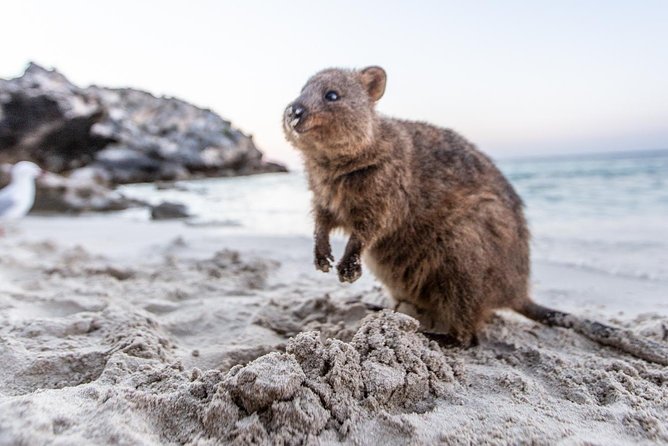 Perth to Rottnest Island Roundtrip Ferry Ticket - Exclusions