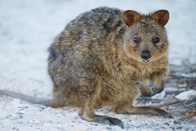 Perth to Rottnest Island Roundtrip Ferry Ticket - Meeting and End Point