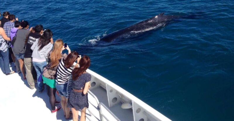 Perth: Whale Watching Cruise From Hillarys Boat Harbor - Key Points