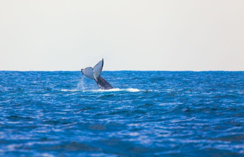 Perth: Whale Watching Cruise From Hillarys Boat Harbor - Booking and Cancellation