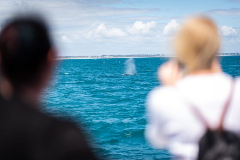 Perth: Whale Watching Cruise From Hillarys Boat Harbor - Transportation and Pickup
