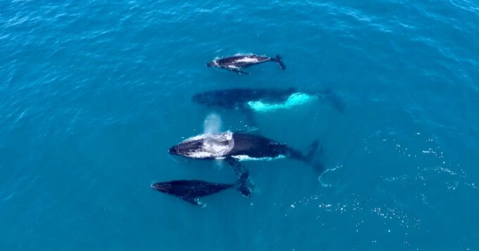 Perth: Whale Watching Cruise From Hillarys Boat Harbor - Recap