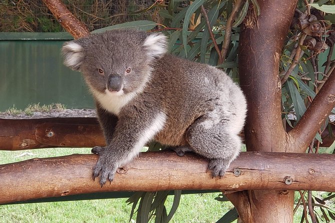 Perth Wildlife Park & City Highlights - Premium Small Group Tour - Reviews and Ratings