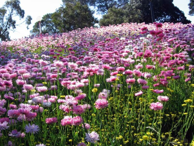 Perth Wildlife Park & City Highlights - Small Group Tours - Coastal Drive and Beach Stop