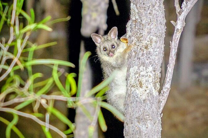 Perth Wildlife Tour Under the Stars with Dinner - Practical Details and What to Expect