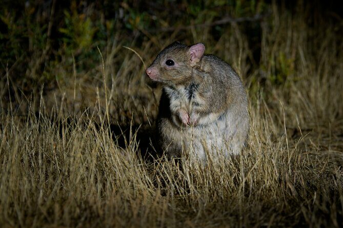 Perth Wildlife Tour Under the Stars with Dinner - FAQ