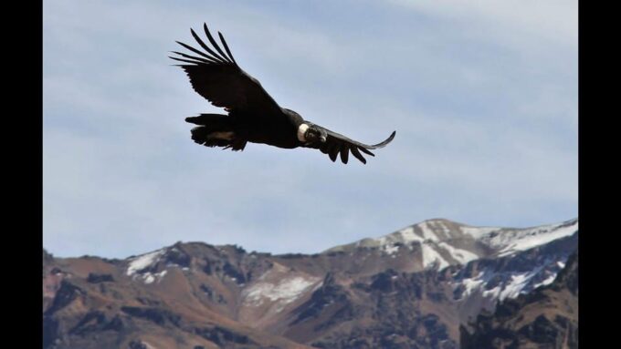 Peru 14 Days | Lima-Huacachina-Cusco-Puno-Arequipa + 3-Star Hotel - Accommodations and Lodging