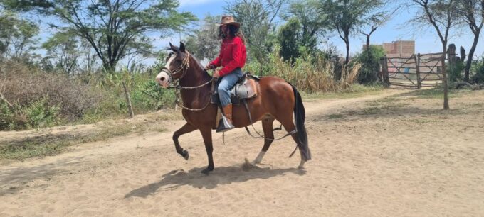 Peru, Chiclayo: 1 Day Horseback Riding and Ancient Pyramids - Typical Peruvian Paso Horses
