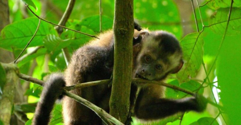 Peruvian Jungle Manu Park Four Days / Three Nights - Itinerary Highlights