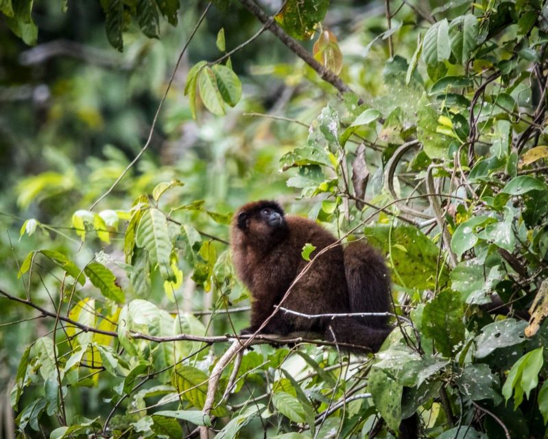Peruvian Jungle Manu Park Four Days / Three Nights - Customer Feedback
