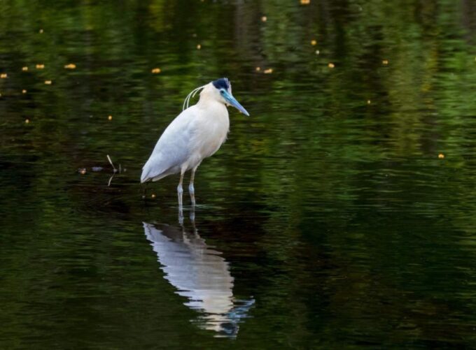 Peruvian Jungle Manu Park Four Days / Three Nights - Departure and Duration