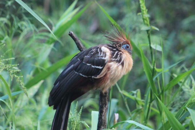 Peruvian Jungle Manu Park Four Days / Three Nights - Price and Inclusions