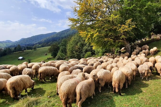 Pestera and Magura Full-Day Private Walking Tour From Brasov - Tour Details