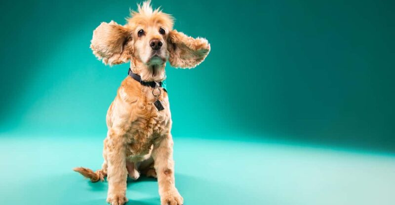 Pet Photography Studio Session With Family Portraits - Key Points