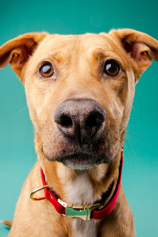 Pet Photography Studio Session With Family Portraits - Experience Highlights