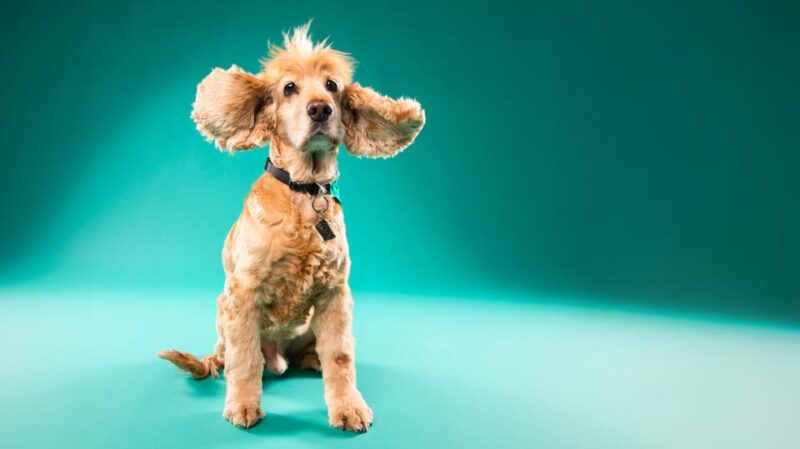 Pet Photography Studio Session With Family Portraits - Photography Details