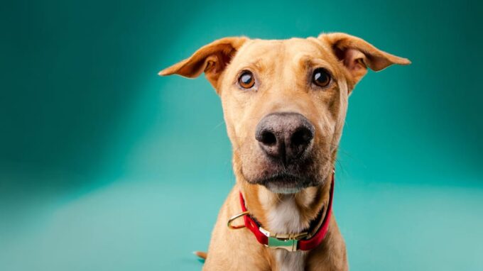Pet Photography Studio Session With Family Portraits - Preparing for the Photoshoot