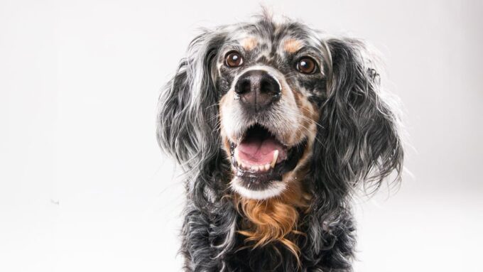 Pet Photography Studio Session With Family Portraits - Post-Session Details