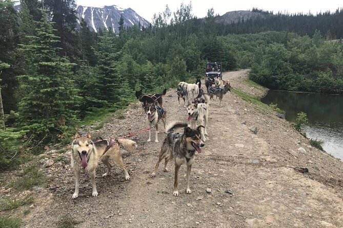 Pet the Pups 7-hour Scenic Journey to the Yukon and Dogsledding Camp - Transportation and Pickup