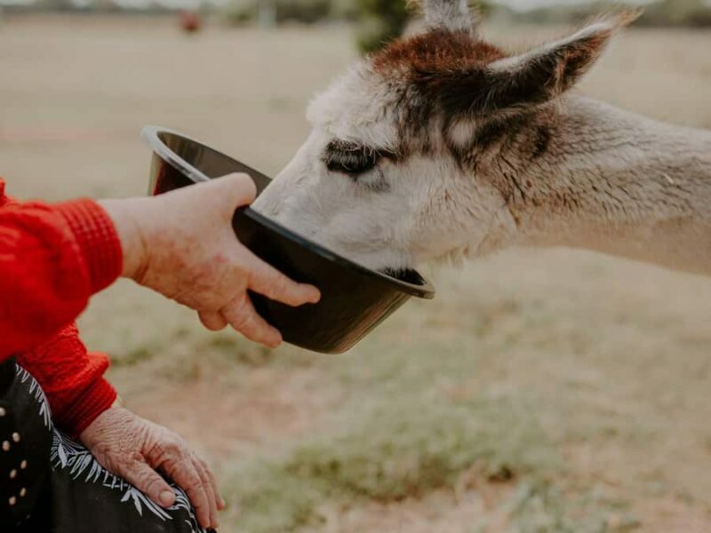 Peterborough: Alpaca Meet and Greet Experience - An Honest Look at the Alpaca Meet and Greet