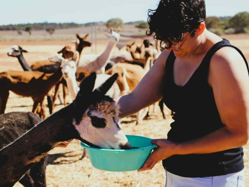 Peterborough: Alpaca Meet and Greet Experience - What Past Visitors Say