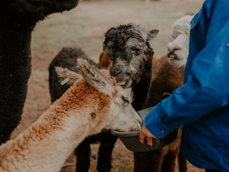 Peterborough: Alpaca Meet and Greet Experience - FAQ