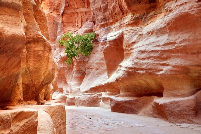 Petra Temple and Jordan Full Day Tour From Sharm El Sheikh - Customer Feedback