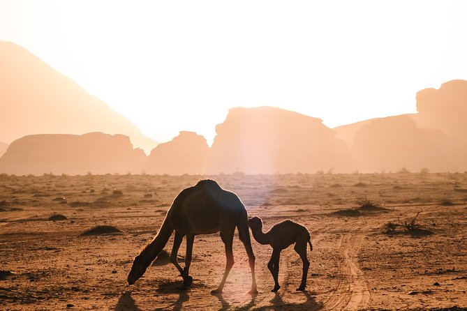 Petra & Wadi Rum Day Trip With Hotel Pickup - Inclusions and Exclusions