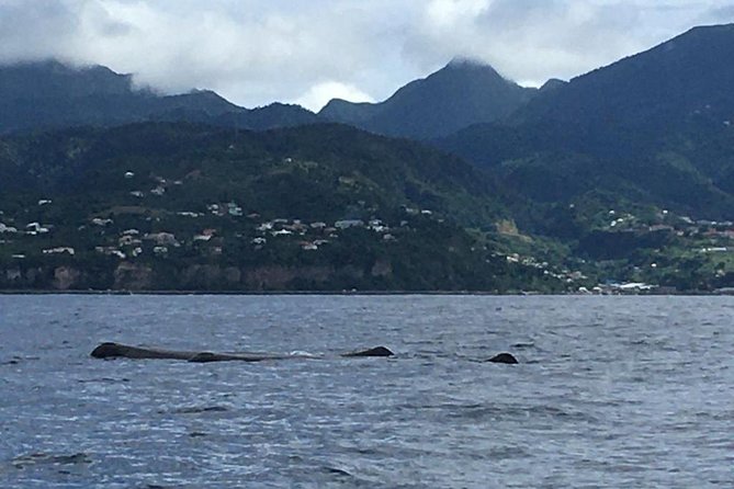 PH Whale Watch & Dolphin Cruise in Dominica - Meeting and Pickup